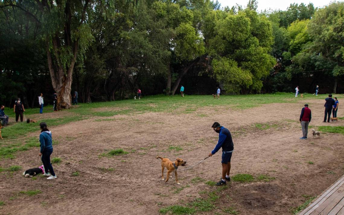 Lugares para perros en Melbourne