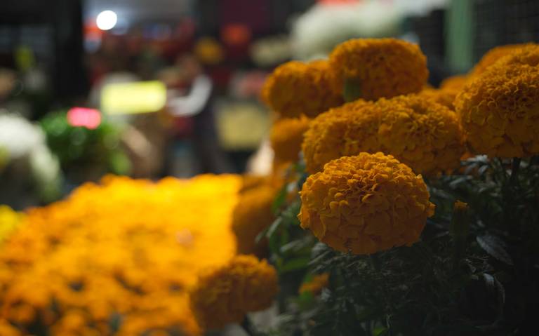 Colectan flor de cempasúchil para segundo uso - El Sol de San Juan del Río  | Noticias Locales, Policiacas, de México, Querétaro y el Mundo