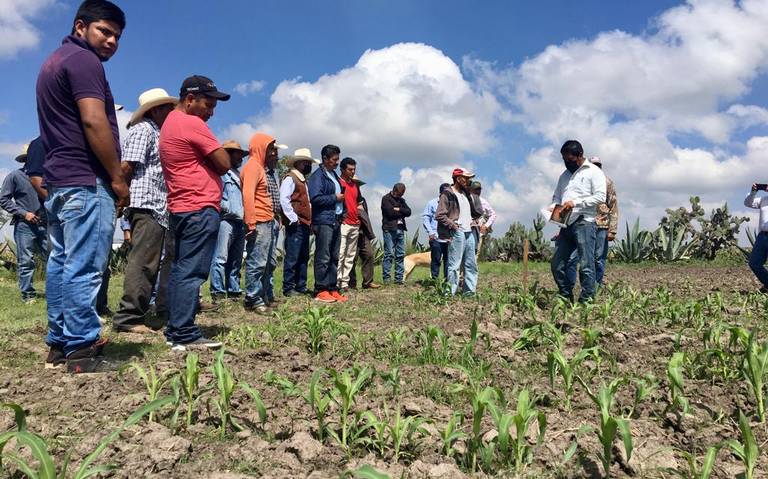 Precio del maíz afecta a tortilleras - Diario de Querétaro